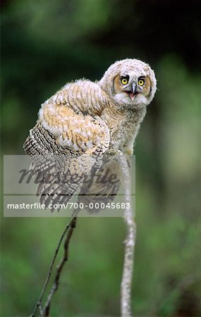 Portrait of Great Grey Owlet on Branch Alberta, Canada