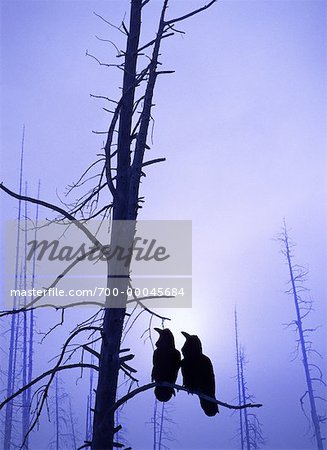 Silhouette of Two Ravens on Tree Branch