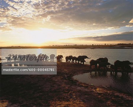 Herde von Elefanten am Chobe River Bank bei Sonnenuntergang, Botswana