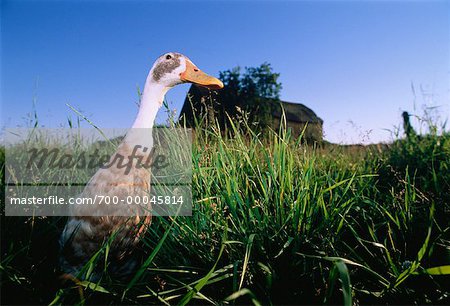 Duck in Field of Grass