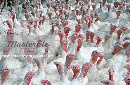 Turkeys on Turkey Farm Alberta, Canada