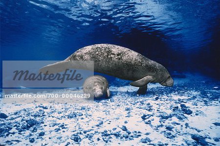 West Indian Manatees Under Water Crystal River, Florida, USA