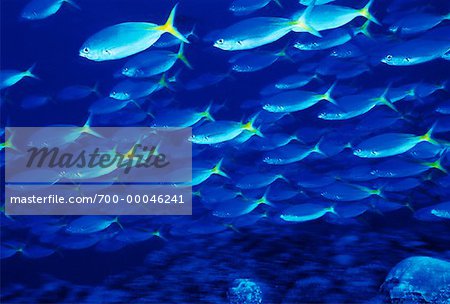 Underwater View of Yellowtail Fusliers Sipidan Island, Sabah, Malaysia