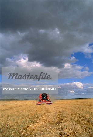 Combine Harvesting Grain Rosser, Manitoba, Canada