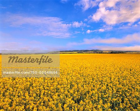 Canola Field and Sky Minnedosa, Manitoba, Canada