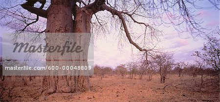 Baobab Baum, Botswana, Südafrika