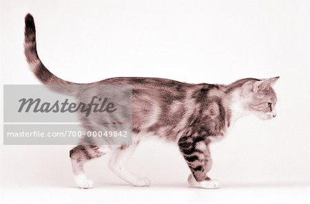 Profile of Cat Walking