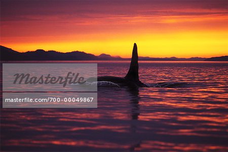 Orque au coucher du soleil, île Vancouver Colombie Britannique, Canada