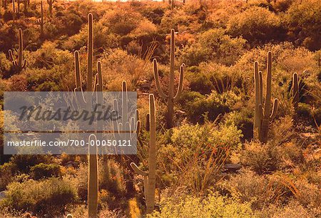 Cactus du désert Arizona, USA
