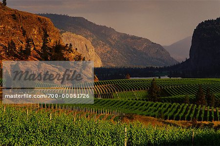 Okanagan Vineyard British Columbia, Canada