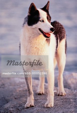 Siberian Husky Standing on Rocks