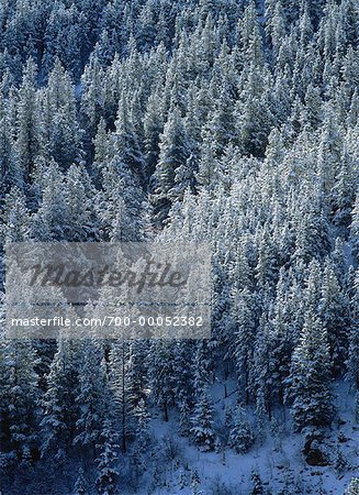 Übersicht über Schnee bedeckt Bäume Colorado, USA