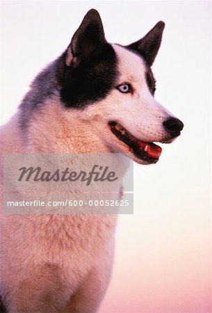 Porträt des Siberian Husky im freien