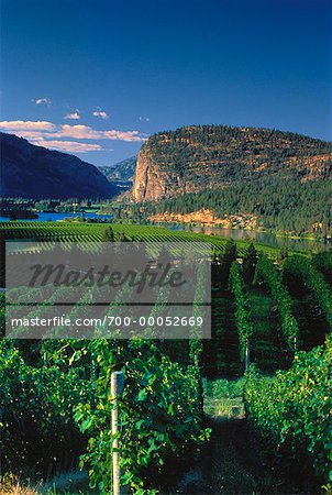 Übersicht der Okanagan Weinberg British Columbia, Kanada