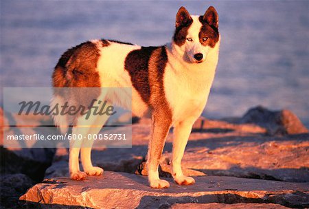 Portrait of Siberian Husky Standing on Rock at Sunset