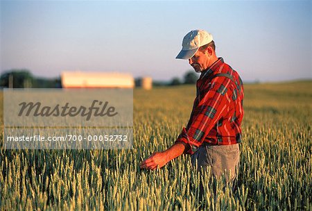 Agriculteur en inspectant l'orge champ Stirling, Ontario, Canada