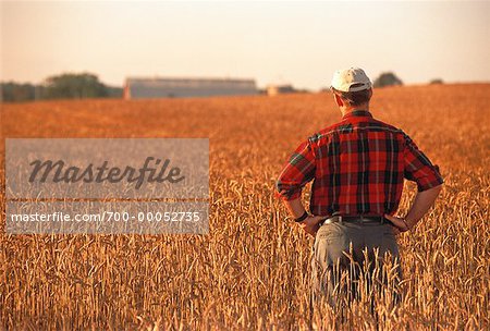Farmer Standing in Barley Field Stirling, Ontario, Canada