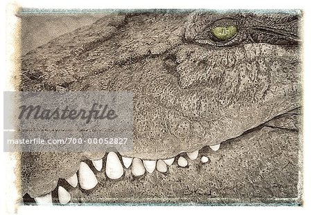 Gros plan d'eau salée Crocodile Queensland, Australie Gros plan d'eau salée Crocodile Queensland, Australie
