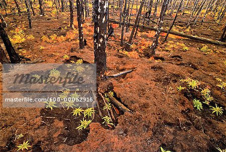 Forest Floor with Fire Damage Yukon Territories, Canada