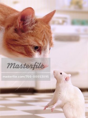 Close-Up of Cat and Mouse Face to Face in Kitchen