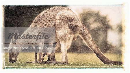 Kangourou nourrissant d'herbe avec Joey dans la poche du Queensland, Australie