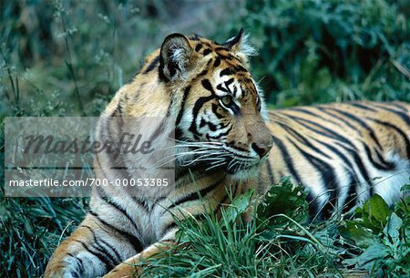 Sumatra-Tiger sitzend im Gras Metro Zoo in Toronto, Ontario Kanada