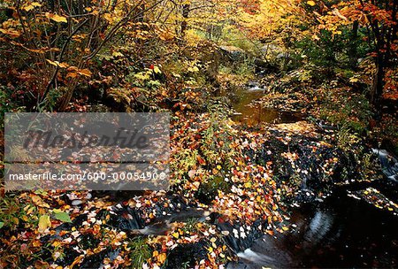 Autumn Leaves in Stream Perry Point, New Brunswick Canada