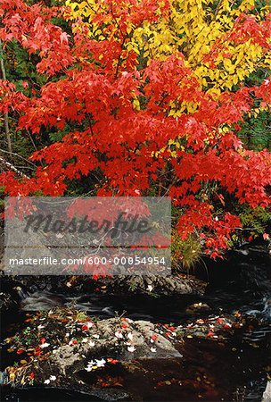 Bäume und Stream im Herbst Perry Point, New Brunswick, Kanada