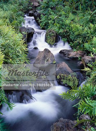 Cascade et feuillage Maui, Hawaii, USA