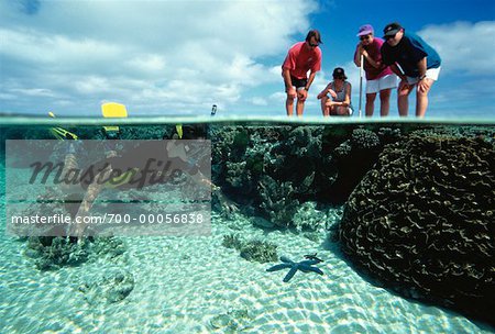 Nageur regardant Coral, Heron Island, Queensland, Australie