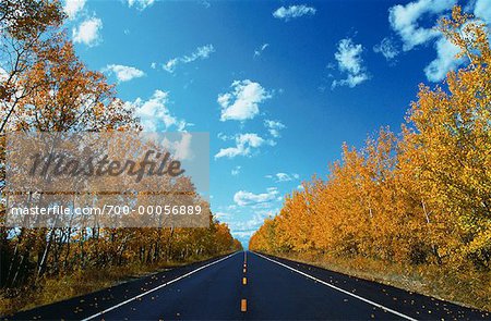 Route et arbres en automne Okotoks, Alberta, Canada