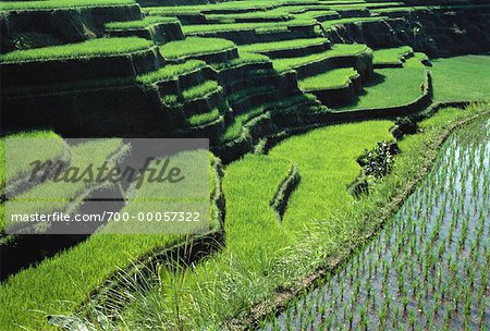 Reis-Feld und terrassenförmig angelegten Landschaft Bali, Indonesien