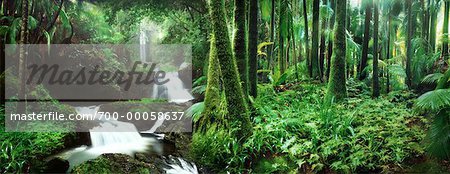 Mousse recouvert arbres et cours d'eau à travers la forêt tropicale