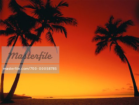Silhouette of Palm Trees on Tropical Beach at Sunset North Shore, Hawaii, USA