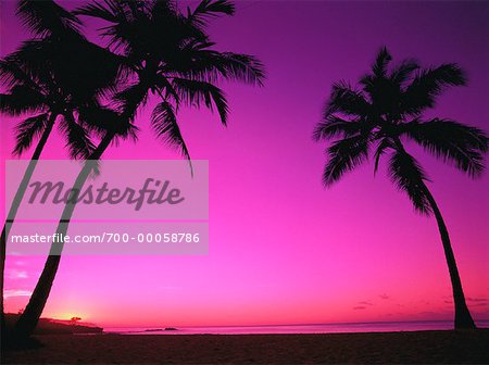 Silhouette of Palm Trees on Tropical Beach at Sunset North Shore, Hawaii, USA