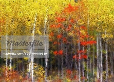 Blurred Trees in Autumn, North Shore, Gaspe Peninsula, Quebec, Canada