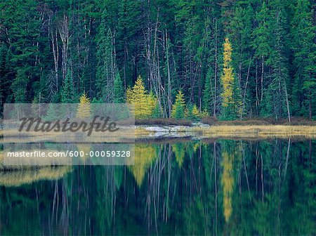 Forest in Autumn with Reflections On Lake, near Kenora, Ontario, Canada