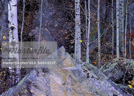 Mousse couverte de roches et arbres à l'automne, le Parc Provincial Whiteshell, Manitoba, Canada