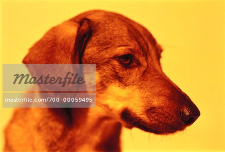 Profile of Dog