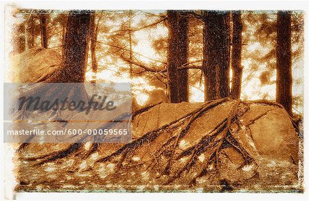 Tree Roots Growing on Rocks in Forest, Near Quebec City, Quebec, Canada