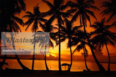 Silhouette de palmiers sur la plage au coucher du soleil, Paradise Island Bahamas, Caraïbes