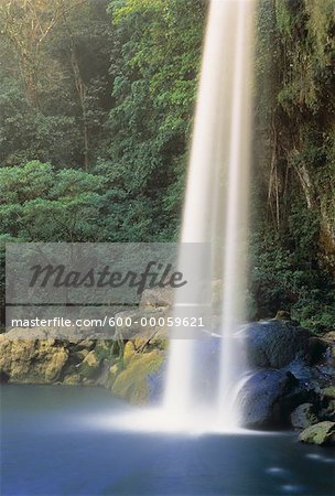 Wasserfall und Laub, Misol-Ha, Chiapas, Mexiko