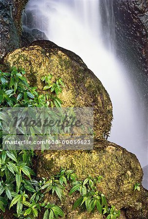 Gros plan d'une chute d'eau, les roches et les plantes, Misol-Ha, Chiapas, Mexique
