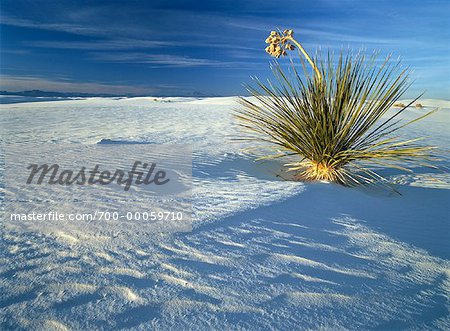 Soap Tree Yucca Plant White Sands National Monument New Mexico, USA