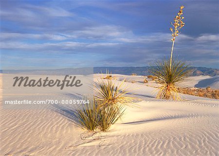 Savon Tree Yucca plante White Sands National Monument Nouveau-Mexique, USA