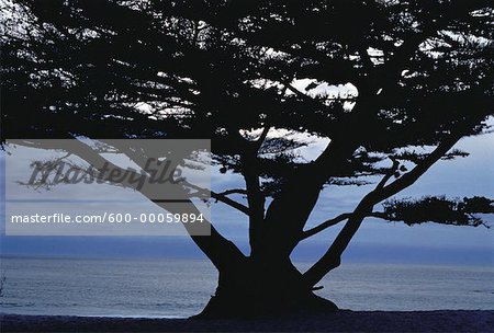 Silhouette der Baum in der Nähe von Wasser, Carmel, Kalifornien, USA