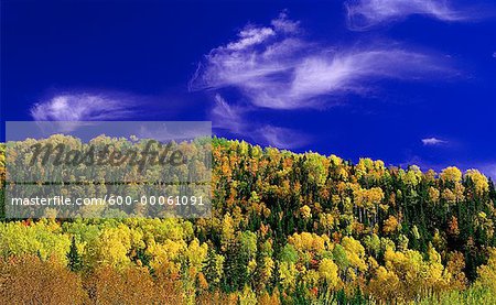 Overview of Trees in Autumn, Quebec, Canada