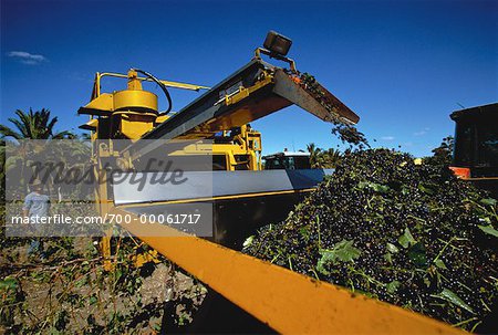 Récolte des raisins à Chateau Tanunda, Australie