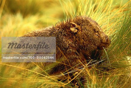 Nahaufnahme der Wombat in Tall Grass Cradle Mountain, Tasmanien, Australien