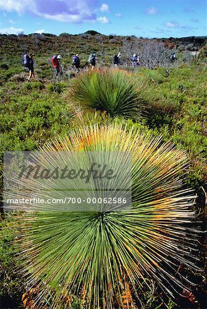 Laub und Wanderer am Mount William Nationalpark, Australien